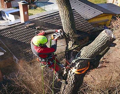Tree Pruning Portland 的图像结果