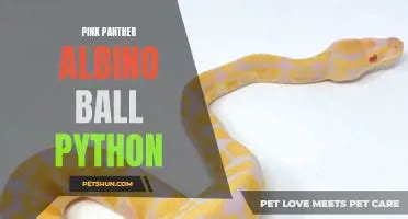 Image result for White Diamond Ball Python