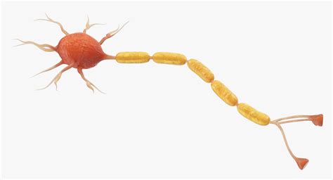 3D model Neuron Nerve Cell Anatomy | 3D Molier International