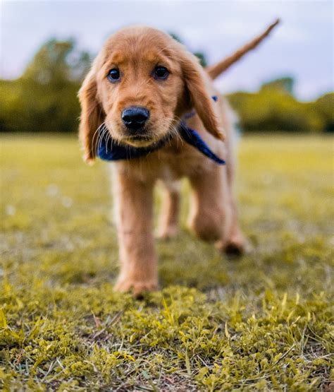 How Far Can A 6 Month Old Puppy Walk? - Patmydoggie