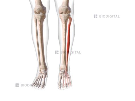 Left extensor digitorum longus | BioDigital Anatomy