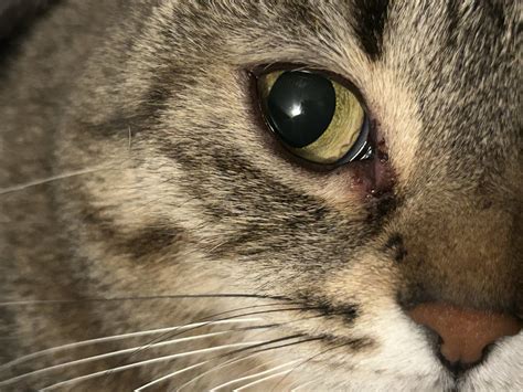 Eye discharge in cat? : r/vet