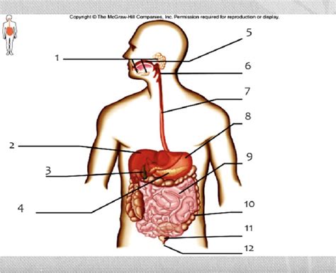 Image result for Digestive System Notes