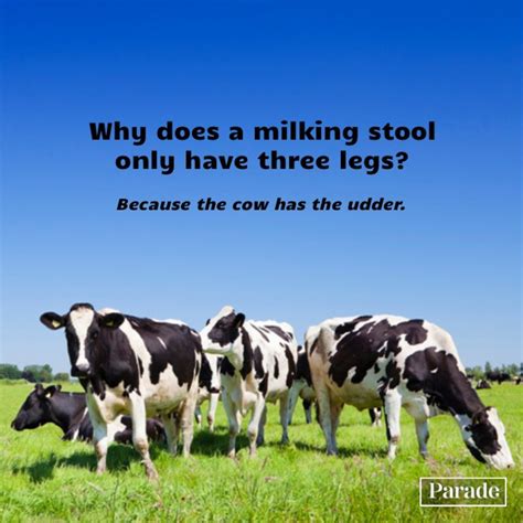 101 Funny Cow Jokes To A-MOOOO-se You - Parade