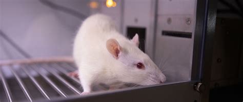 Image result for Behavioral Analysis Program