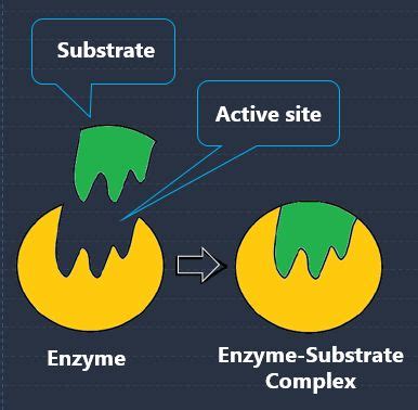 Image result for Enzyme Activity Lab Report Example