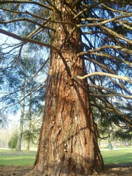 Dev Sekoya (Sequoiadendron giganteum) Gerçek Mamut Ağacı - Page 16 ...