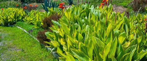 The Best Perennial Foliage Plants For Gardens