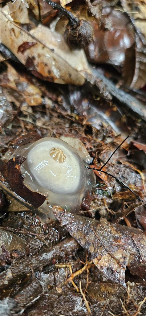 I think I found calistoma insigne while hiking in Malaysia? How does this this reproduce? : r ...