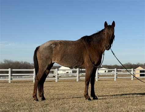 Tennessee Walking Horse for Sale - Chili Bean | The Horse Bay
