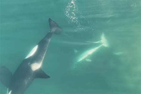 Orca whales kill great white shark in Mossel Bay video