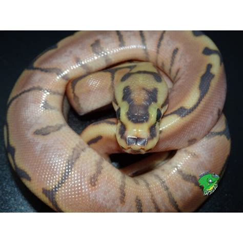 Image result for Ghost Spider Ball Python