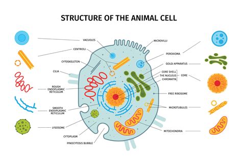 Cytoskeleton Animal Cell Diagram