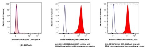 GGGGS Linker antibody (Biotin-FcA98262) | Proteintech