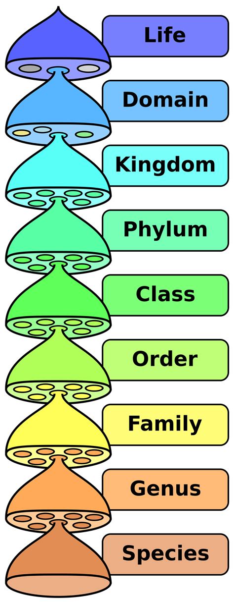 Taxonomic Hierarchy | Knowledge Guild