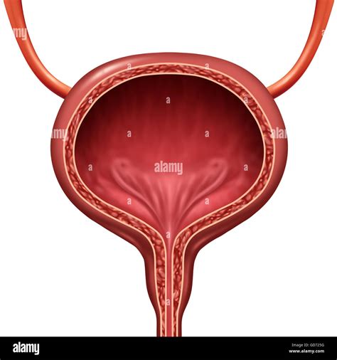 Human urinary bladder anatomical organ concept as a 3D illustration ...