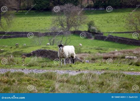 White and black sheep stock image. Image of grass, countryside - 184014051