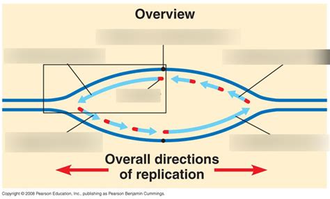 Origin of Replication 的图像结果