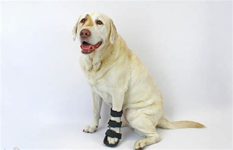 Splints - Non Flexible – Oliver Pet Care Solutions Pvt Ltd