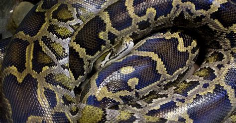 Image result for Retic Python Bite