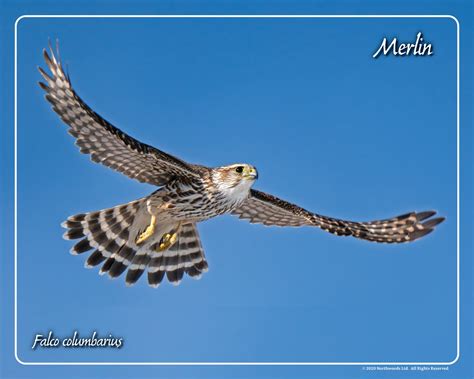 Image result for Merlin In-Flight