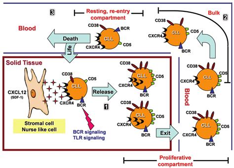 CLL Method 的图像结果