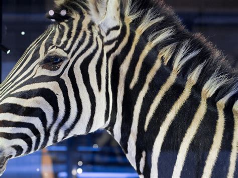 Evolution in Action | Meer