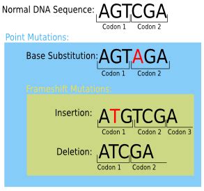 Image result for Point mutation Causes