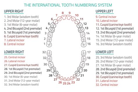 Dental Anatomy Numbering Systems at William Christy blog
