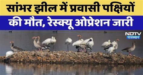 Sambhar Lake Avian botulism: सांभर झील में प्रवासी पक्षियों की मौत ...