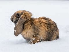 Image result for Harlequin Lop Bunny