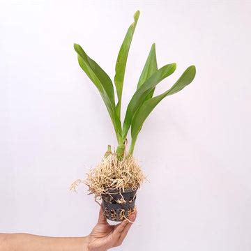 Blooming Orchid | Moth Orchid Flower Colors | Orchid-Tree