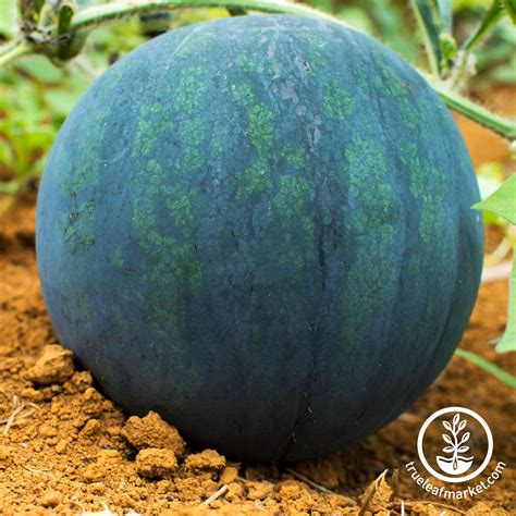 Watermelon Seeds - Black Diamond | Grow Non-GMO Heirloom Garden Seed ...