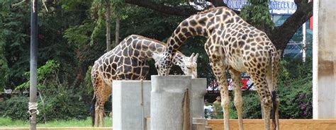Mysore Zoo, Mysore - Experience Kerala