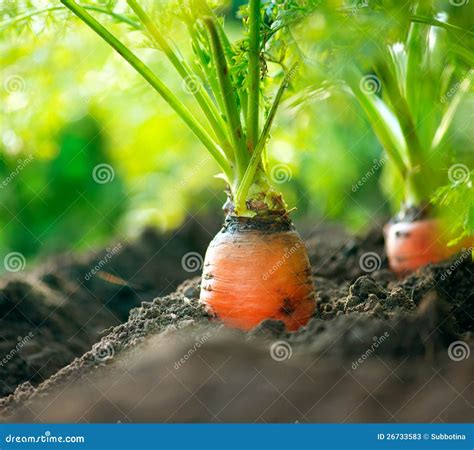 Organic Carrots. Carrot Growing Stock Image - Image of growing, carrot: 26733583