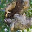 Image result for Female Sloth