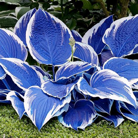 Amazon.com : Xeloeia Hosta Plant Seeds Perennial, 200pcs Rare Blue ...