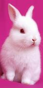 Image result for Bunnies Are Cute