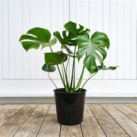 Monstera Deliciosa | Cool Indoor Plant - plantandpot.nz