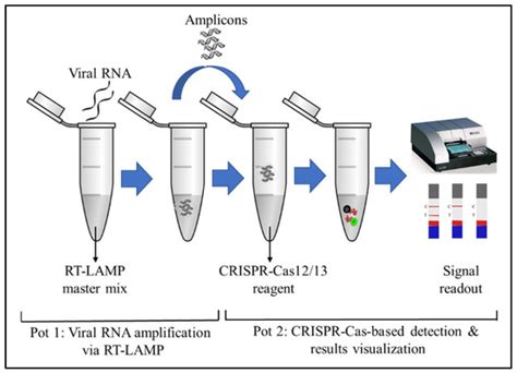 RT-LAMP CRISPR-Cas12/13-Based SARS-CoV-2 Detection Methods
