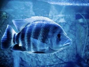 FISH POSTERS, MACHALI POSTER, JALPARI POSTER, Waterproof Vinyl Sticker ...