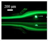 Inertia–Acoustophoresis Hybrid Microfluidic Device for Rapid and ...