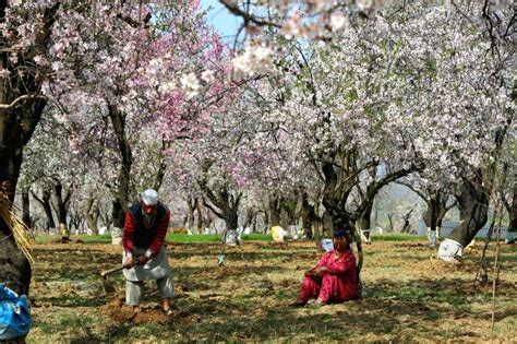 A Kashmiri man digs a piece of ground as a woman seen sitting under an ...