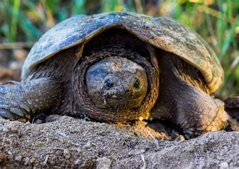 Image result for Purging Snapping Turtle