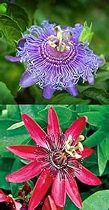 BONOBITHI Passion Flower (Passiflora Incarnata) Combo of 2 Krishna ...