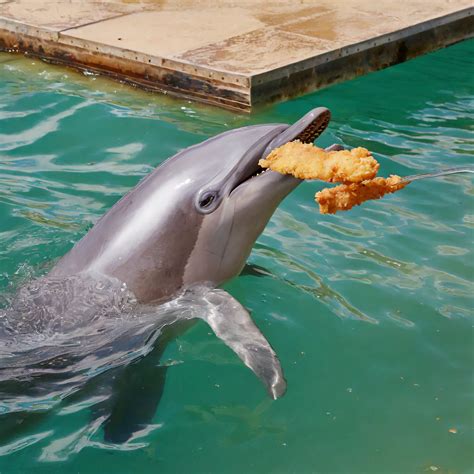Do Dolphins Eat Chicken? Discover the Truth About Dolphins' Diet ...