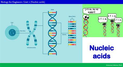 Unit 1 Nucleic acids - Nucleic acids Central dogma Nucleic acids are ...