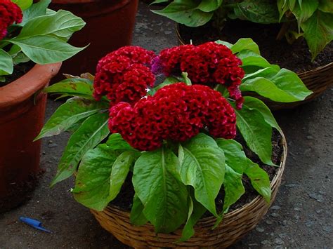 Creative Farmer Flower Seeds : Cockscomb Annual Herb Plant Seeds For ...
