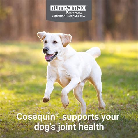 NUTRAMAX Cosequin Joint Health Supplement with Glucosamine, Chondroitin ...
