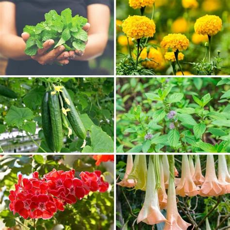 How To Repel Wasps In Garden at Genevieve Tarrant blog